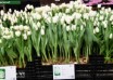 Tulipa Smirnoff ® (1)